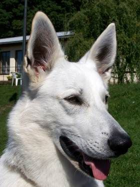 BŠO-foto