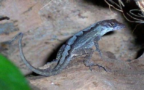 anolis-hnědý